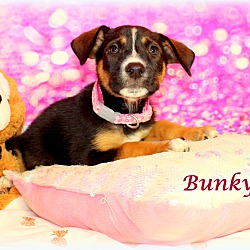 Thumbnail photo of Bunky #2