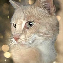 Photo of Meeko (foster Kitty)