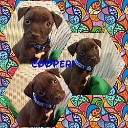 Thumbnail photo of Cooper #1