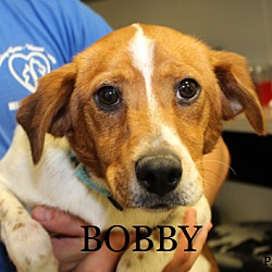 Thumbnail photo of BOBBY #2