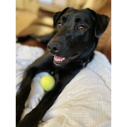 Photo of Lyra