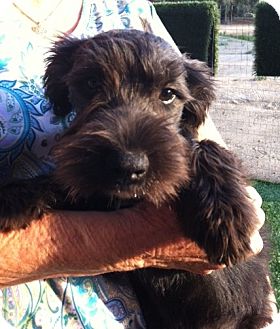 Nuevo Ca Schnauzer Standard Meet Kuppie A Pet For Adoption