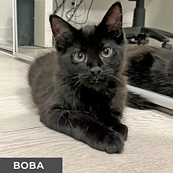 Photo of Boba