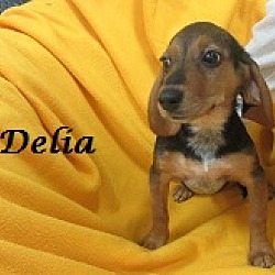 Thumbnail photo of Delia #1