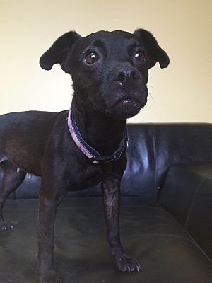 Patterdale terrier adoption top