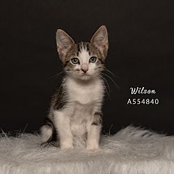 Thumbnail photo of Wilson #4