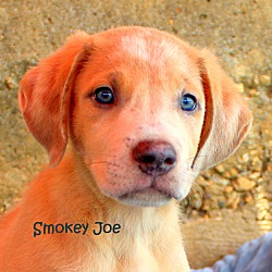 Thumbnail photo of Smokey Joe~adopted! #3