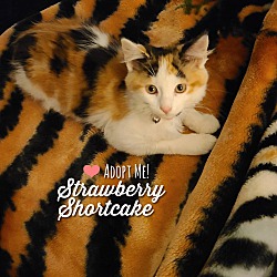 Photo of Strawberry Shortcake