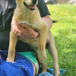 Thumbnail photo of Hondo~adopted! #2