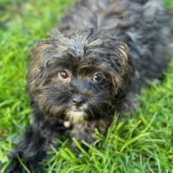 Seattle, Wa - Shih Tzu Poodle (miniature). Meet Rose A Pet For Adoption 