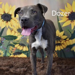 Thumbnail photo of Dozer #1