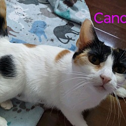 Thumbnail photo of Candy #4