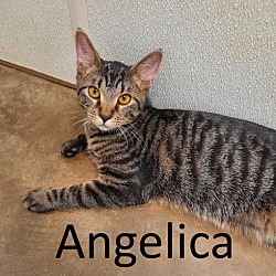 Thumbnail photo of Angelica #1