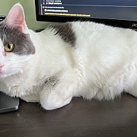 adopt a pet