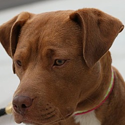 Thumbnail photo of Fiona-Adopted! #2