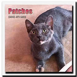 Photo of Patches 