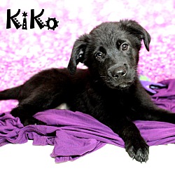 Thumbnail photo of KiKo~adopted! #3