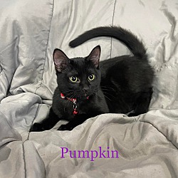 Thumbnail photo of Pumpkin #3