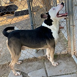 Thumbnail photo of Stryker #4