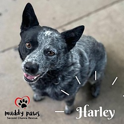 Photo of Harley (Courtesy Post)