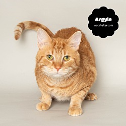 Thumbnail photo of ARGYLE (Active & Adventurous!) #2