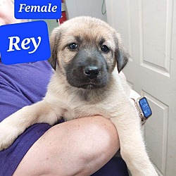 Photo of Rey