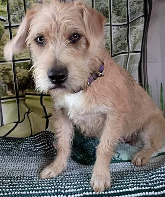 Upper Saddle River, NJ - Cairn Terrier/Wheaten Terrier. Meet Dixie a ...