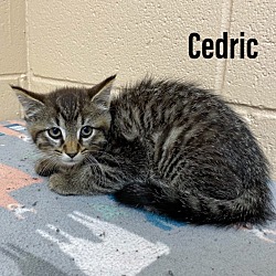 Photo of Cedric