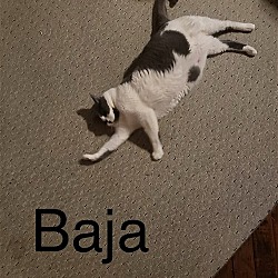 Thumbnail photo of Baja **COURTESY POST** #3