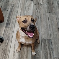 adopt a pet