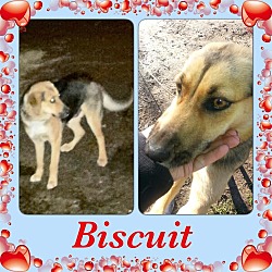 Thumbnail photo of Biscuit  Adoption pending #2