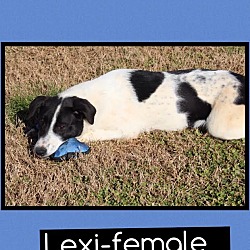 Thumbnail photo of Lexi (Reduced) #2