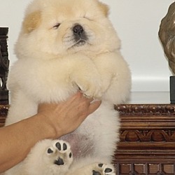 Photo of Chow Chow