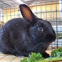 Photo of Eddie Rabbit