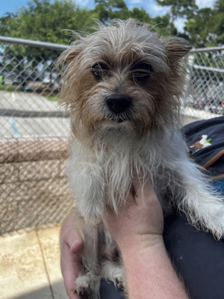 North Charleston, SC - Yorkie, Yorkshire Terrier. Meet 64977a Prince a ...