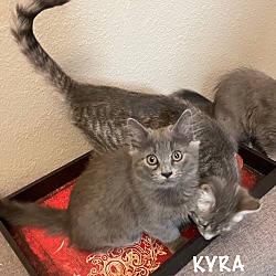 Thumbnail photo of Kyra (ka) #3