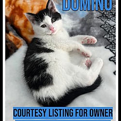 Photo of Domino-COURTESY LISTING
