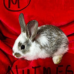 Thumbnail photo of Nutmeg #3