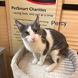 Thumbnail photo of Percy #1