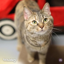 Photo of Whitley