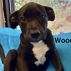 Thumbnail photo of Woody #1