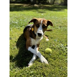 Thumbnail photo of Cooper - Available in Foster #1