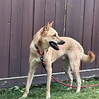adopt-pet