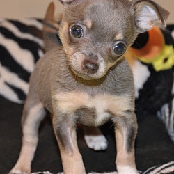 Hagerstown, MD - Chihuahua. Meet Maui a Pet for Adoption - AdoptaPet.com