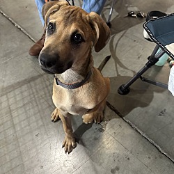 Photo of Rascal