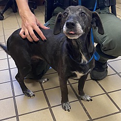 Photo of Chapo