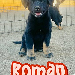 Photo of ROMAN