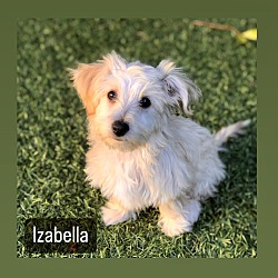 Thumbnail photo of Izabella #1