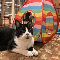 adopt a pet