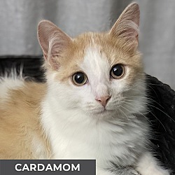 Photo of Cardamom
